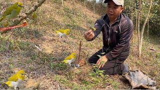 Bẫy Được Một Chú Chim Khuyên Cực Kỳ Đỉnh Cao Búng Cánh Hổ Lao