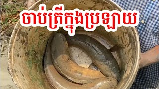 ចាប់ត្រីក្នុងប្រឡាយ នៅស្រុក