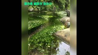 福井県 越前市 治左川の梅花藻（バイガモ）