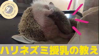 ハリネズミ授乳の教え