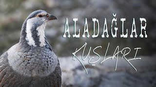 ALADAĞLAR KUŞLARI - Başar Taşkıner 2024