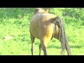 Adorable Horse #horses #reels #animal #horsesofinstagram #horseriding #horselove #instahorse #love