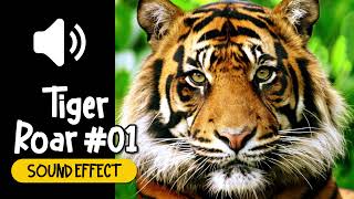 Tiger Roar #01 Sound Effect | 老虎 #01 吼叫 叫聲 動物 音效 (High Quality)