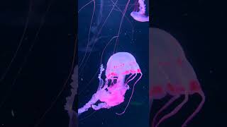 🎶 Mesmerizing Jellyfish Dance 🪼ASMR🩵#shorts #asmrsounds #short #jellyfish #viralvideo #ocean #relax