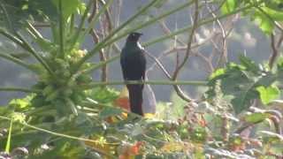 長尾輝椋鳥@華江雁鴨自然公園