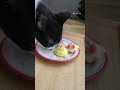 猫の１歳のお誕生日に猫用ケーキあげてみた shorts cats cat 猫 保護猫 猫動画 あげてみた 猫用ケーキ