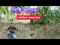 মিষ্টি স্বাদের বাণিজ্যিক আমের জাত। #আম #জাত #বাণিজ্যিক #বৃক্ষমেলা #mango #plants