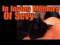 In Loving memory of Sevy