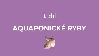 1. Aquaponické ryby – jaké druhy chováme a jak?