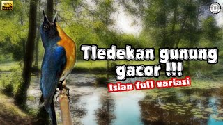 TLEDEKAN/SULINGAN GACOR ISIAN FULL VARIASI