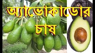 বাংলাদেশে অ্যাভোকাডোর চাষ, Avocado fruit Farming in Bangladesh