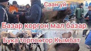 Саан Уй /Бука торпок/Кунажын/ козу/баалары 23,02,2025г