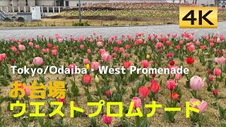 【春を楽しむ】お台場のチューリップがまさに見頃│Tokyo/Odaiba・West Promenade│お台場・ウエストプロムナード（シンボルプロムナード公園）【4k60│iPhoneX Pro】