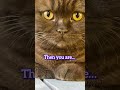 a little humor for the day funny cats browncat mikaandmocha bsh chocolatecat rescuecat