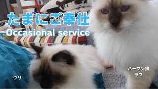 バーマン猫ラフとウリ【たまにご奉仕】Occasional service（バーマン猫）Birman/Cat