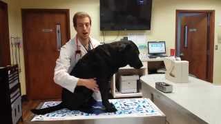 The Physical Exam