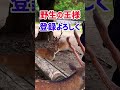 お腹いっぱいの鹿外国人観光客を見惚れる☺️奈良公園🦌▶️クリックするとロングバージョンへ移行します