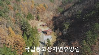 통고산휴양림/통고산/휴양림/울진/드론영상