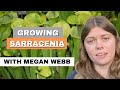 Megan Webb's Sarracenia 'Trumpet Pitcher' Growing Tips