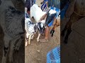 narikkalpatti coat market subscribe kida ஆட்டுச்சந்தை animal நரிக்கல்பட்டி திண்டுக்கல்