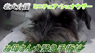 老犬介護（ミニチュア・シュナウザー）お母さん犬緊急手術だ