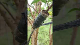 ಸೀಬೆ ಹಣ್ಣು ಕಸಿ, perale/seebe/chepe hannu Kasi, grafting Techniques: Guava tree new grafting method