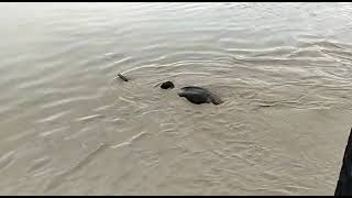 Assam: Elephant drowned in Kapili River