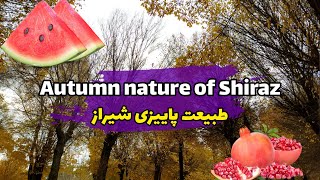 Autumn nature of Shiraz (طبیعت پاییزی شیراز) #shiraz #پاییز #ایران