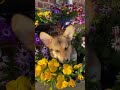 flowers corgi corgipuppy flowers pembrokewelshcorgi cuteness