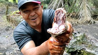 Catch A Giant Piton Snake  Snake  Python  Rescue  Manda Adventure