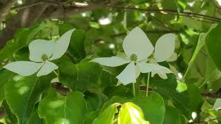 산딸나무, Japanese strawberry tree, Kousa dogwood, 四照花, 굳은산딸나무, 미영꽃나무, 사조화, 소리딸나무, 쇠박달나무, 애기산딸나무, 준딸나무