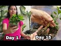 How to grow Chrysanthemum /Gul-E-Daudi /Mums from Cuttings (Fast and Easy with update video)