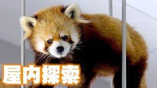 【円山動物園のレッサーパンダ】屋内探検（セイタ）　April 29 , 2017　Red Panda SEITA at Maruyama Zoo