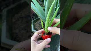 Grow aloe vera properly #shorts