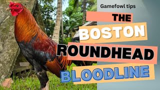 The Boston Roundhead Gamefowl Bloodline: A Legacy of Excellence