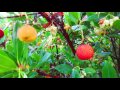 Fruit of Arbutus Strawberry Tree