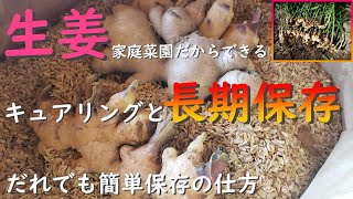 （家庭菜園におすすめ）生姜の長期保存の仕方（キュアリング処理と保存）