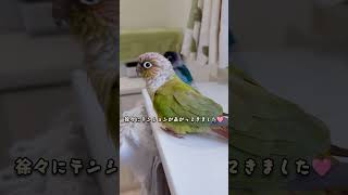 ボタンインコ　ウロコインコ　今朝の様子　ぶるぼんの威嚇