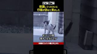 自ら助けを求めた子猫 #Shorts