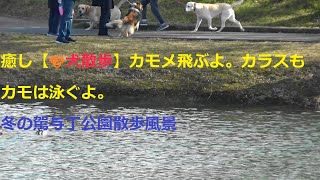 ⑥癒し【犬散歩🐶】カモメ飛ぶ。カラスも。カモは泳ぐよ。冬の駕与丁公園散歩風景