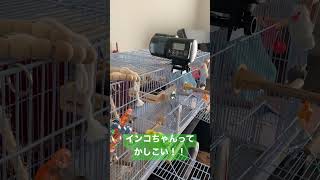 インコの自動給餌器（魚用を取り付けました）