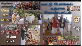 மாட்டு பொங்கல் உற்சாக கொண்டாட்டம் - 2024