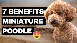 7 Advantages of a Miniature Poodle - Our Top Reasons why we got a Miniature Poodle