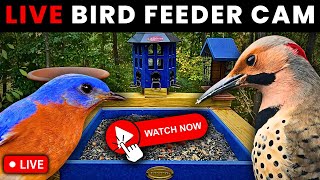 🔴LIVE Bird Feeder Cam | Watch Beautiful Birds at a Busy Feeder (Nashville)