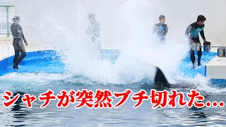 シャチ「ラン」が突然ブチキレて反抗？ 保定トレーニング 鴨川シーワールド KamogawaSeaWorld  orca killerwhale