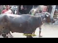 bhai koto nilo 2024 hozrotpur cattle market qurbani cow price 2024 gorur haat update part 01