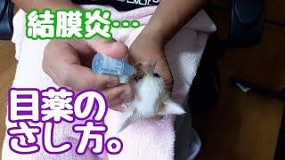 【子猫の目が腫れる】結膜炎になったので目薬をさします。