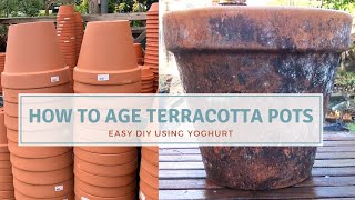 How To Age Terracotta Pots / DIY Aged Planter / Planting Tulips in Pots & Protecting From Wildlife