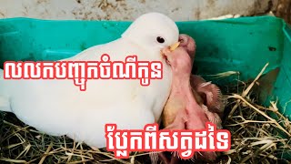 របៀបលលកបញ្ចុកចំណីកូន ប្លែកខុសពីសត្វដទៃ