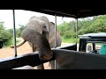 elephant attack in yala national park